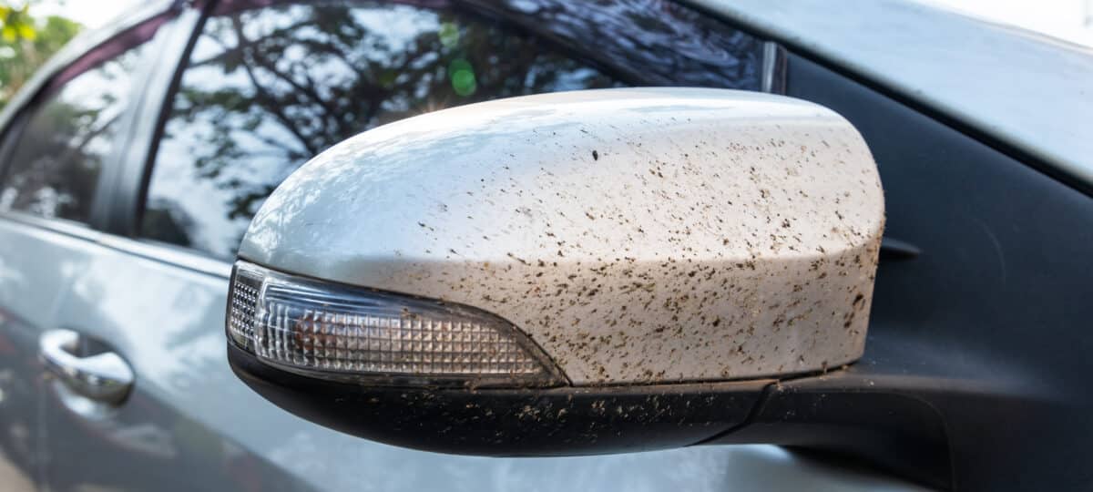 Close-up insects, bug and mosquitoes died damage squashed on side mirror car or truck. Car cleaning or washing business background.