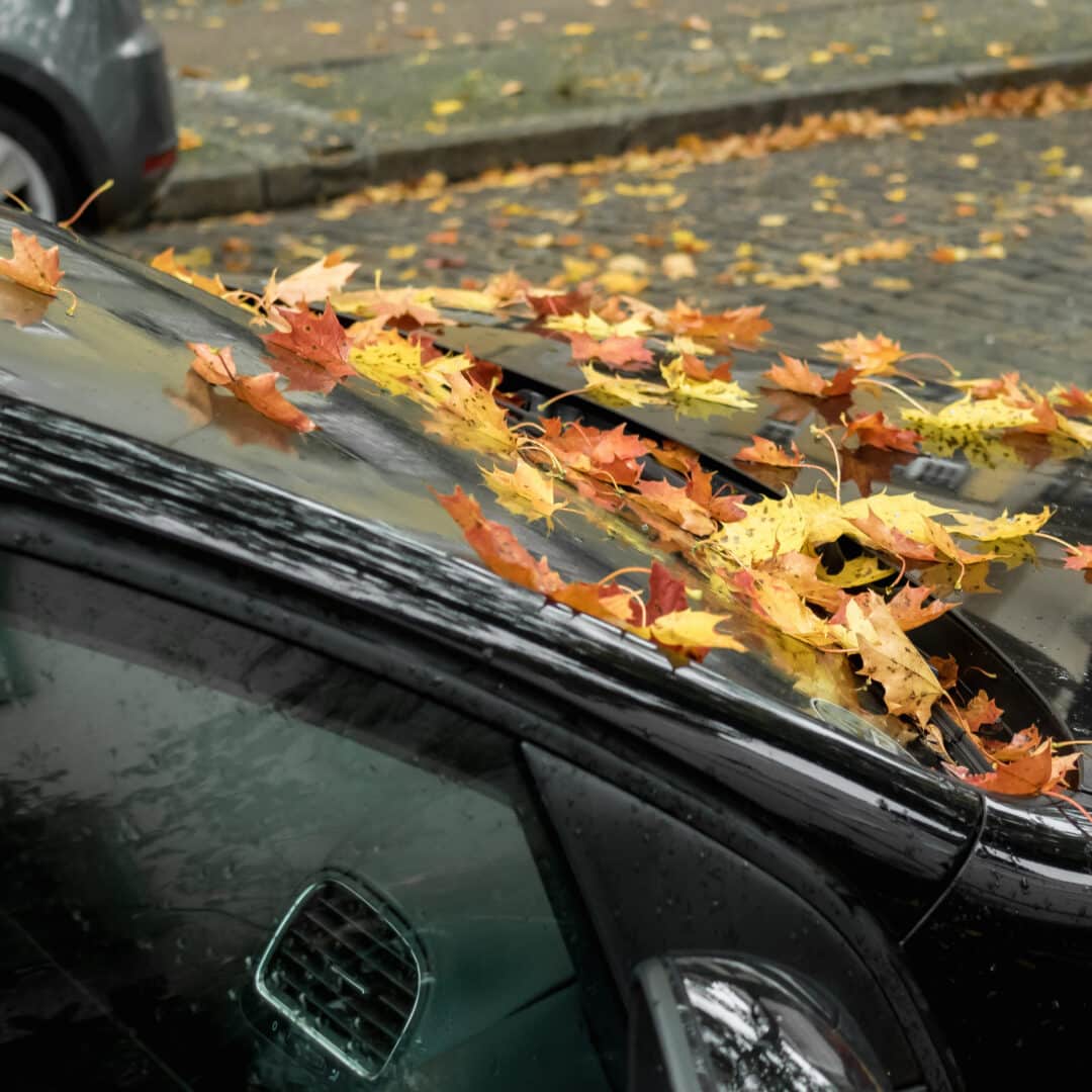 Protecting Your Car from Falling Leaves and Debris