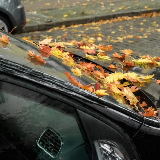 Black car full of leaves in autumn